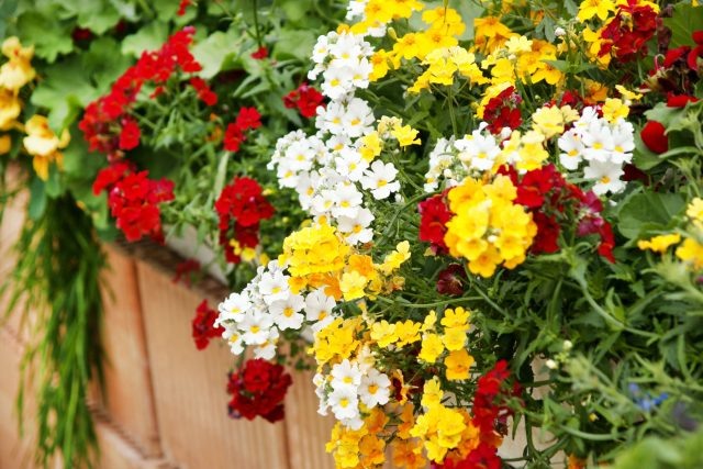 Худшие однолетники для балкона, которые я никому не советую  📷
