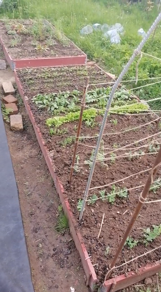 Всё хорошо взошло.