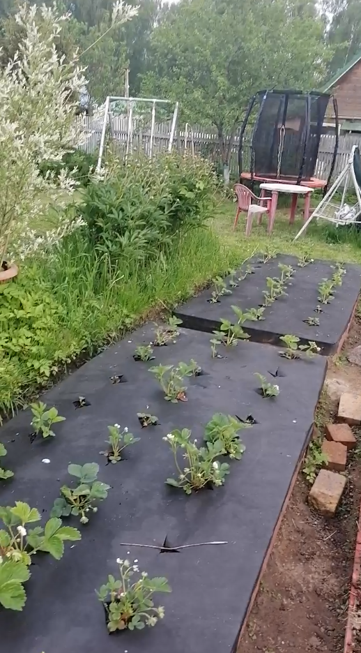 Клубника практически вся принялась.