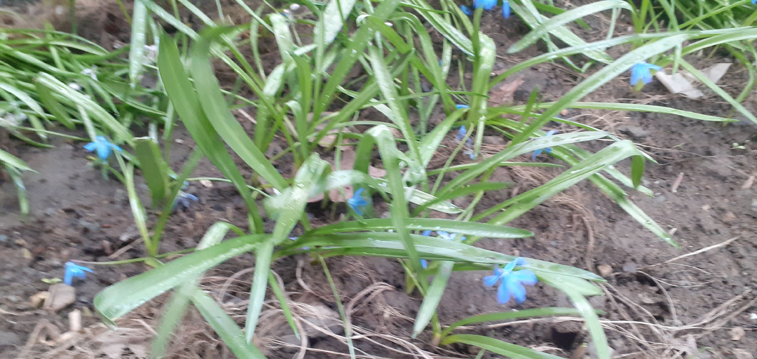 ЧТО МОЖНО ПОСАДИТЬ НА КЛУМБЫ,ЧТОБЫ ВЕСНОЙ РАДОВАЛИ ГЛАЗ.