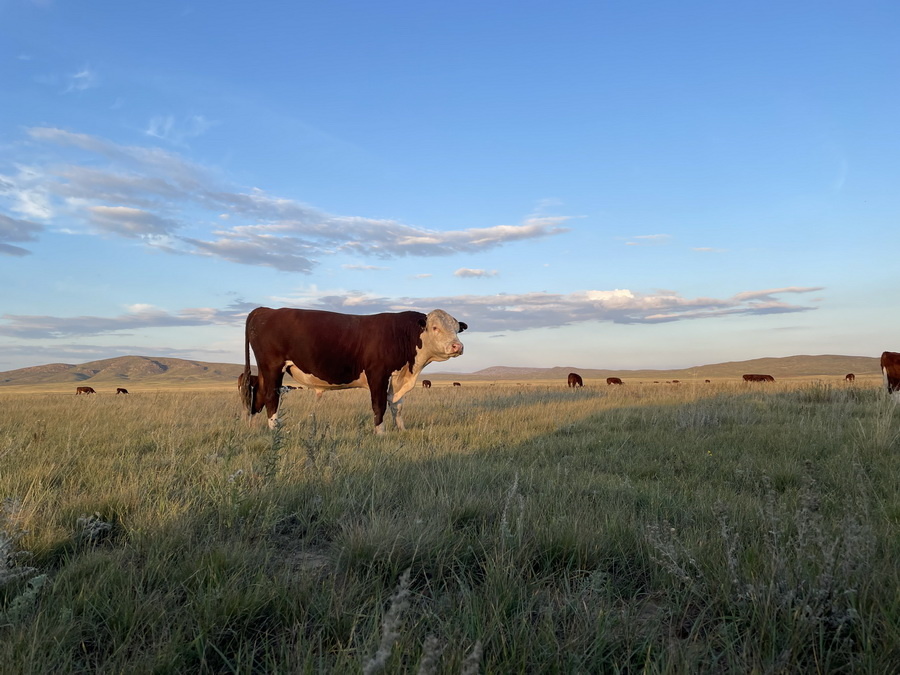 Источник фото: ElDala.kz