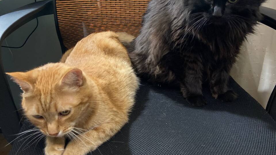 Коты отжали рабочее место