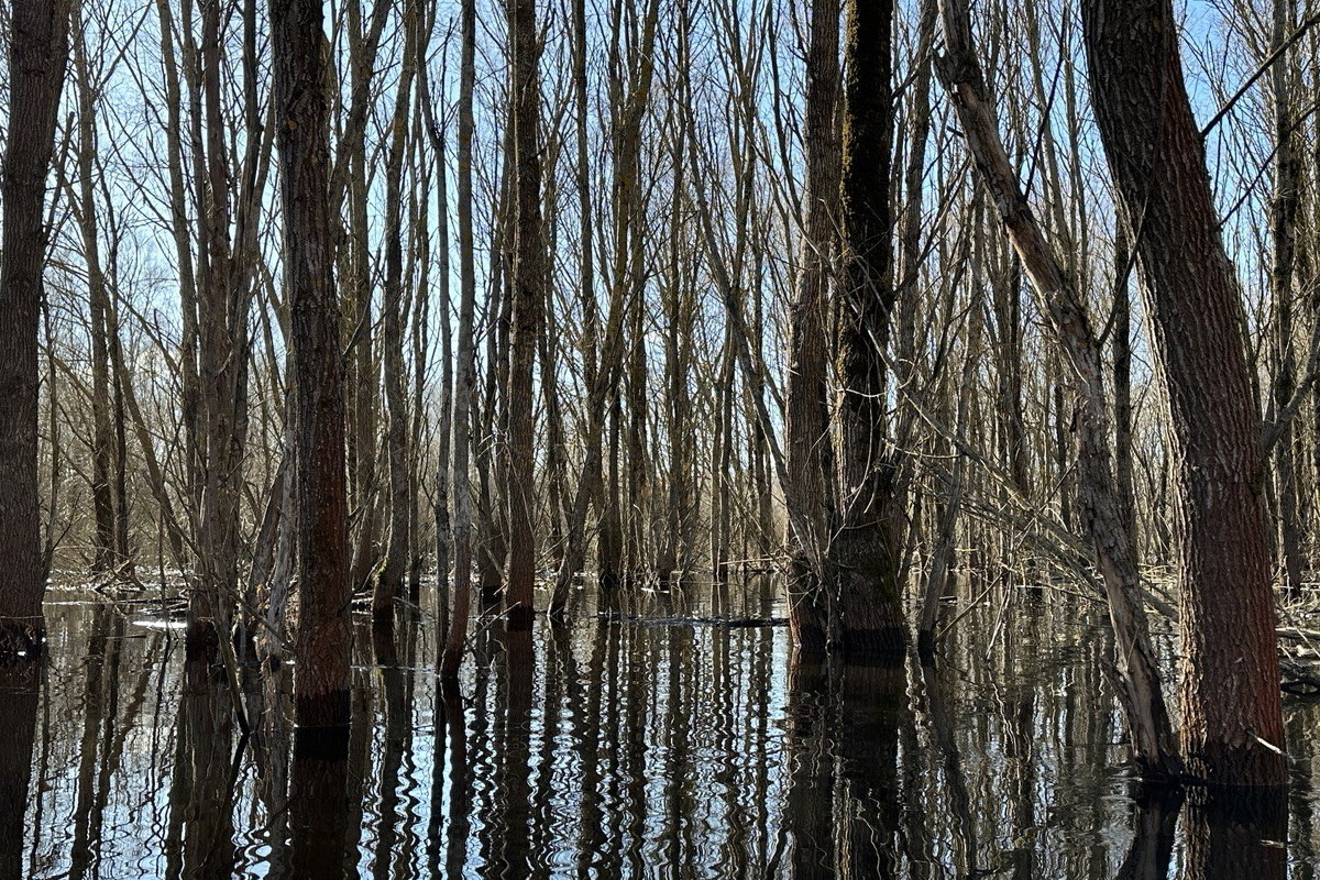    Фото: Национальный парк "Припятский"