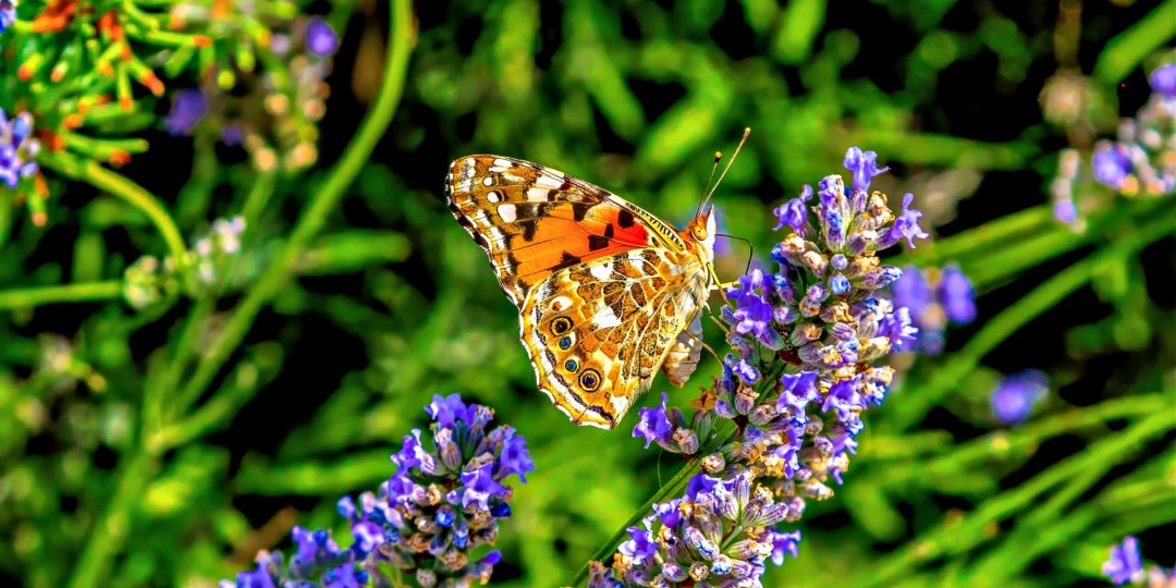 "На лаванды фиолетовой кусты
