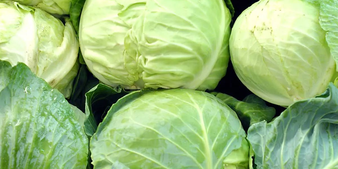 Кочан не завязался? Скорее всего, вы нарушили это главное правило. Рассказываю, как вырастить капусту весом от 4 кг