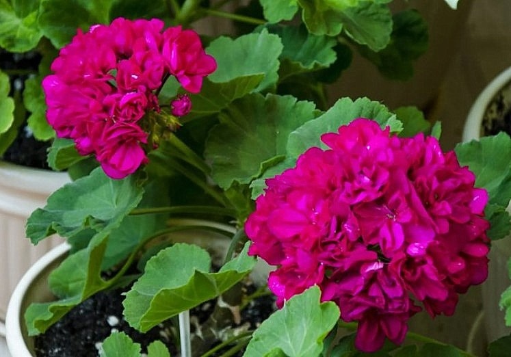 Хотя бы таким хочу его видеть этим летом.