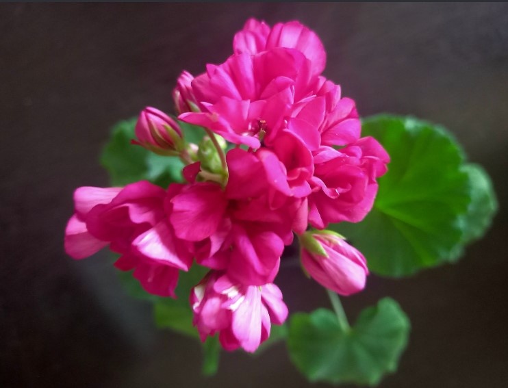 А это мой, уже заявил о себе весной.