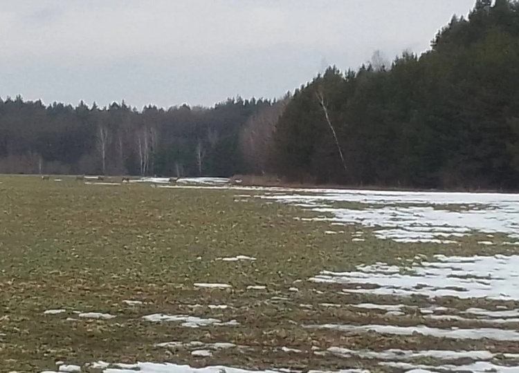 В Курской области за неделю провели 158 рейдов по охране животного мира