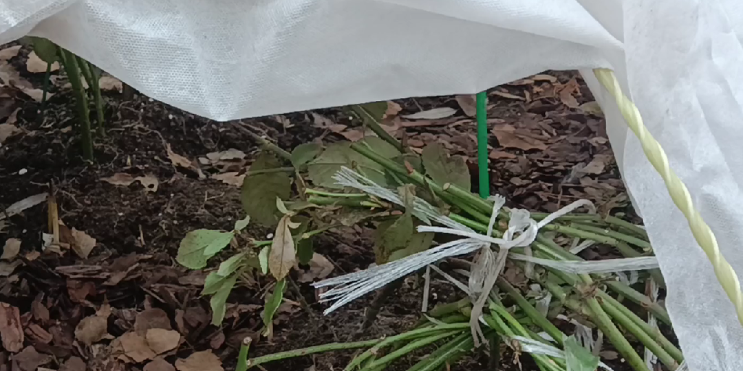 ПОРА ОБРАБОТАТЬ РОЗЫ БИОПРЕПАРАТАМИ