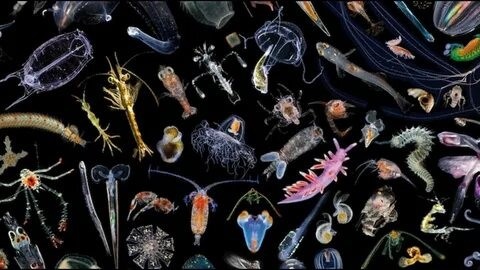 Разнородная группа организмов, которые свободно дрейфуют в толще воды и не способны противостоять течению