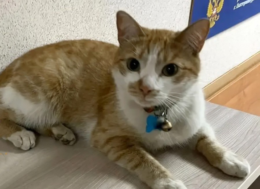     Фото: телеграм-канал «Суды Свердловской области» / t.me/ekboblsud