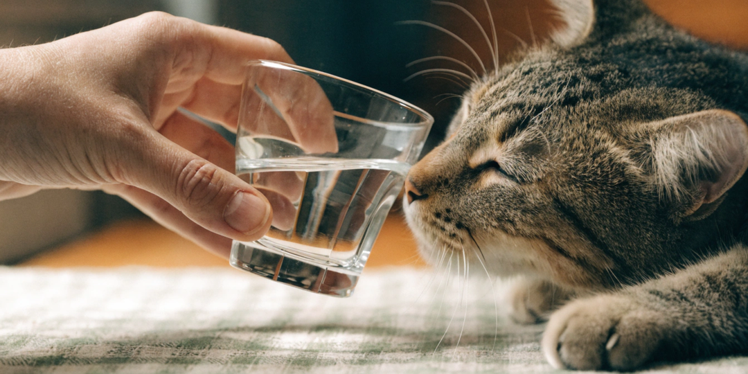 Кошка после наркоза: что делать в первые часы и чего не делать никогда