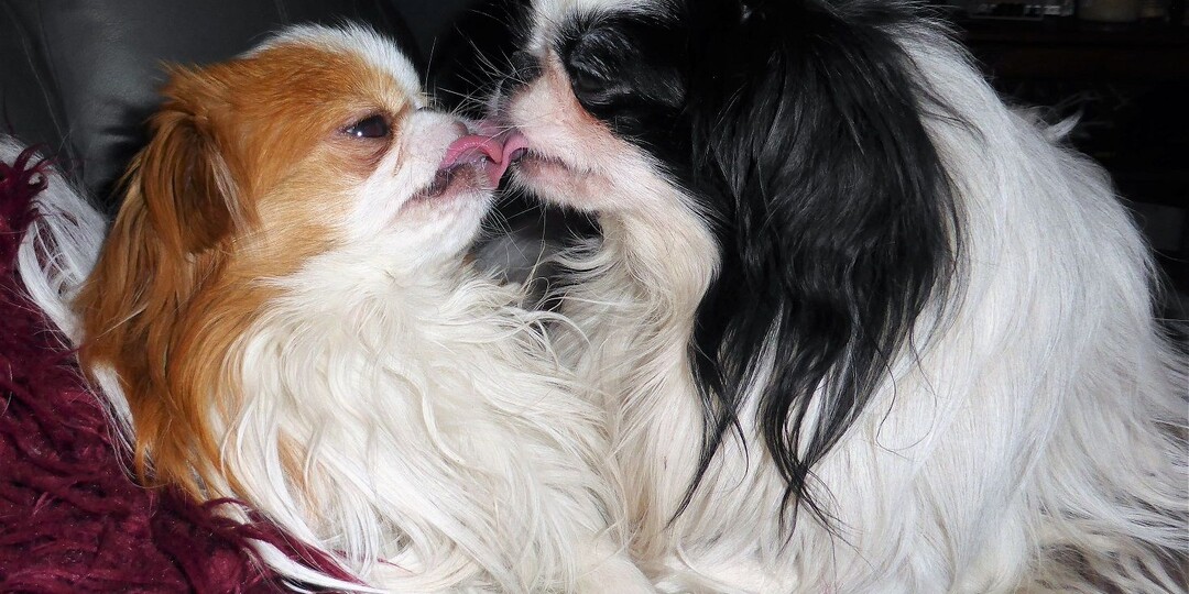 Японский хин: Неизвестная, но идеальная порода. Счастье для ленивого хозяина