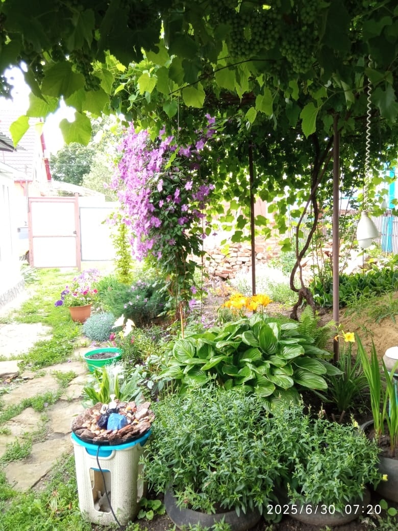 К такой густоте навеса я стремлюсь) 