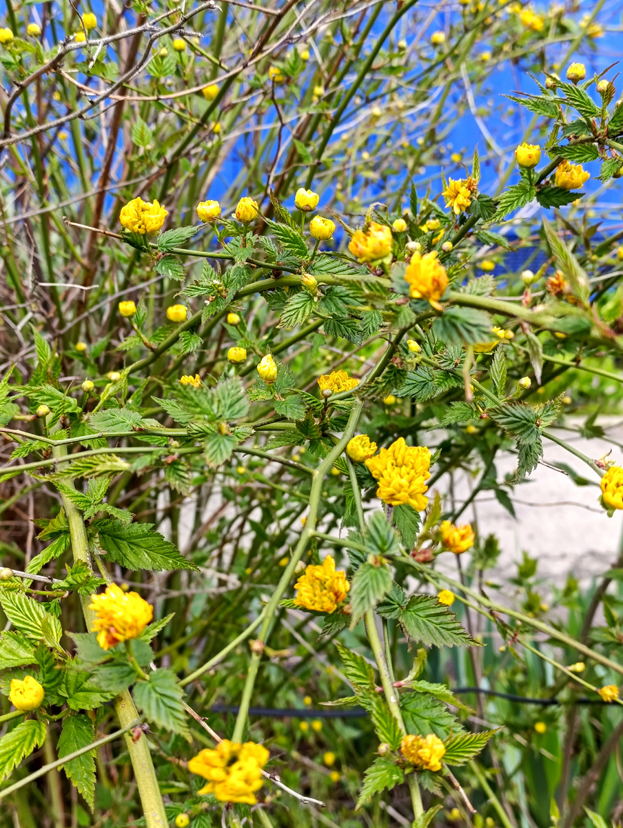 Наконец-то мне сказали, что это керрия