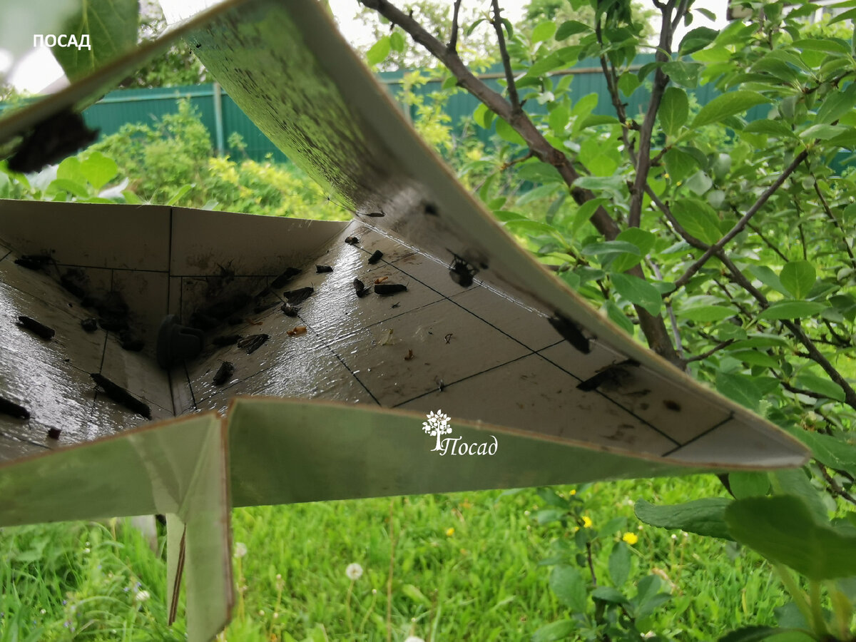 Опознать вредителя и понять его численность помогают феромонные ловушки.