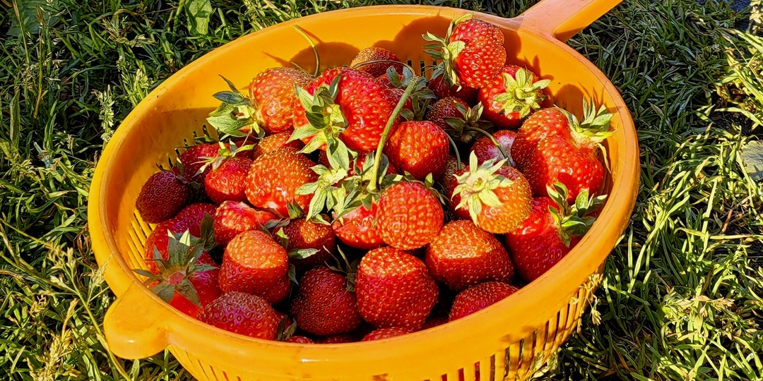 Универсальная схема обработки сада от вредителей для всех регионов