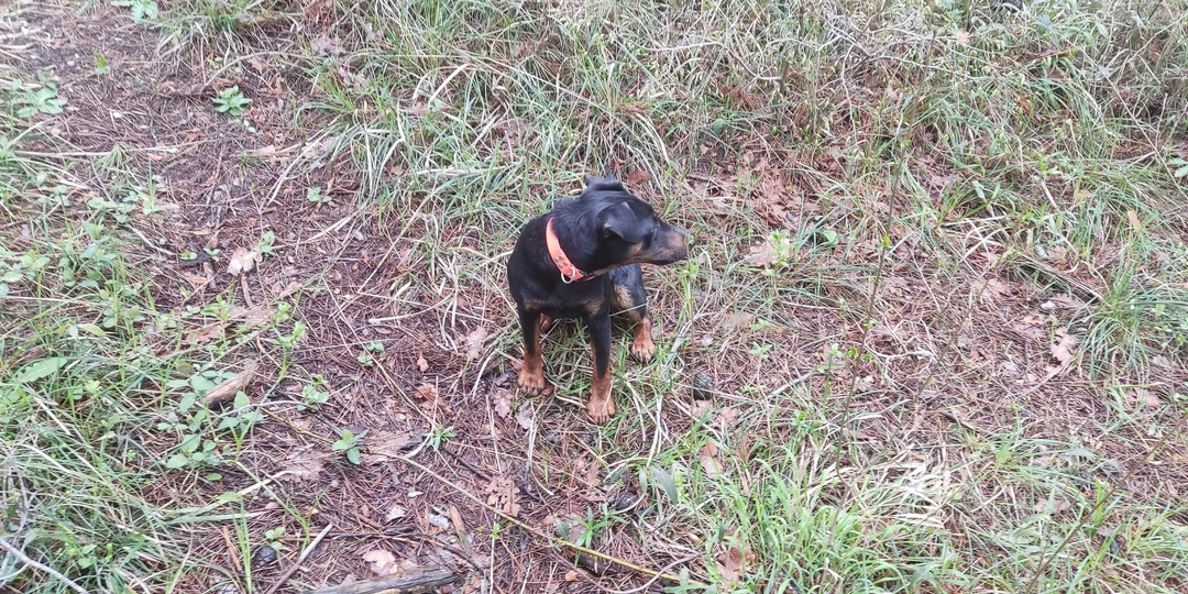 Как справиться с излишним лаем у собаки?