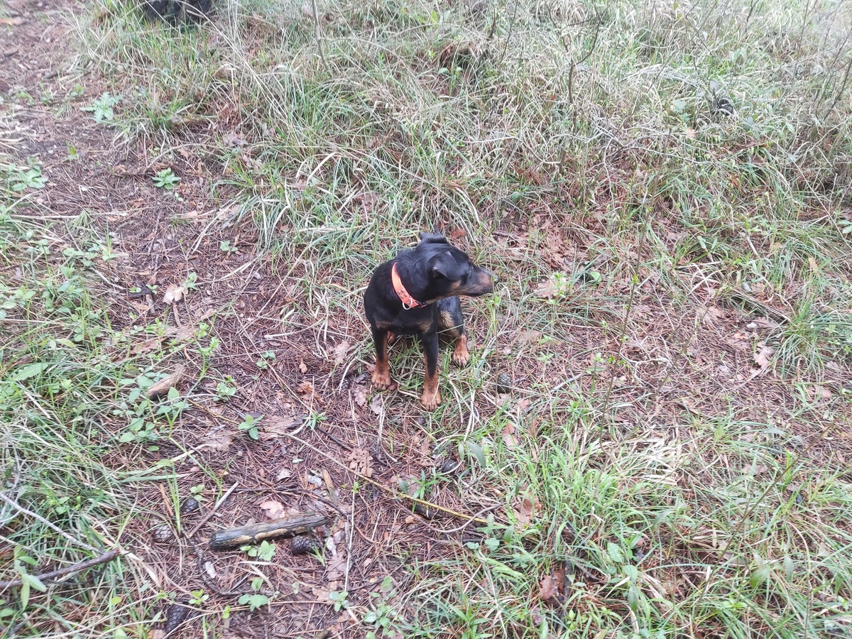 Как справиться с излишним лаем у собаки?