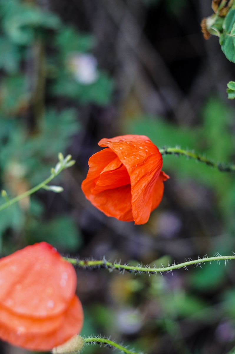Красные маки. Авторские фотографии Андрей Батуркин.