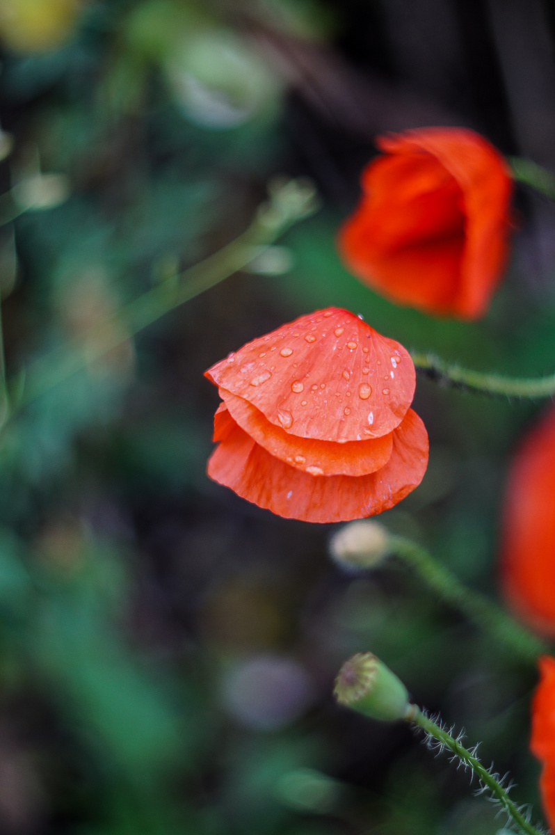 Красные маки. Авторские фотографии Андрей Батуркин.