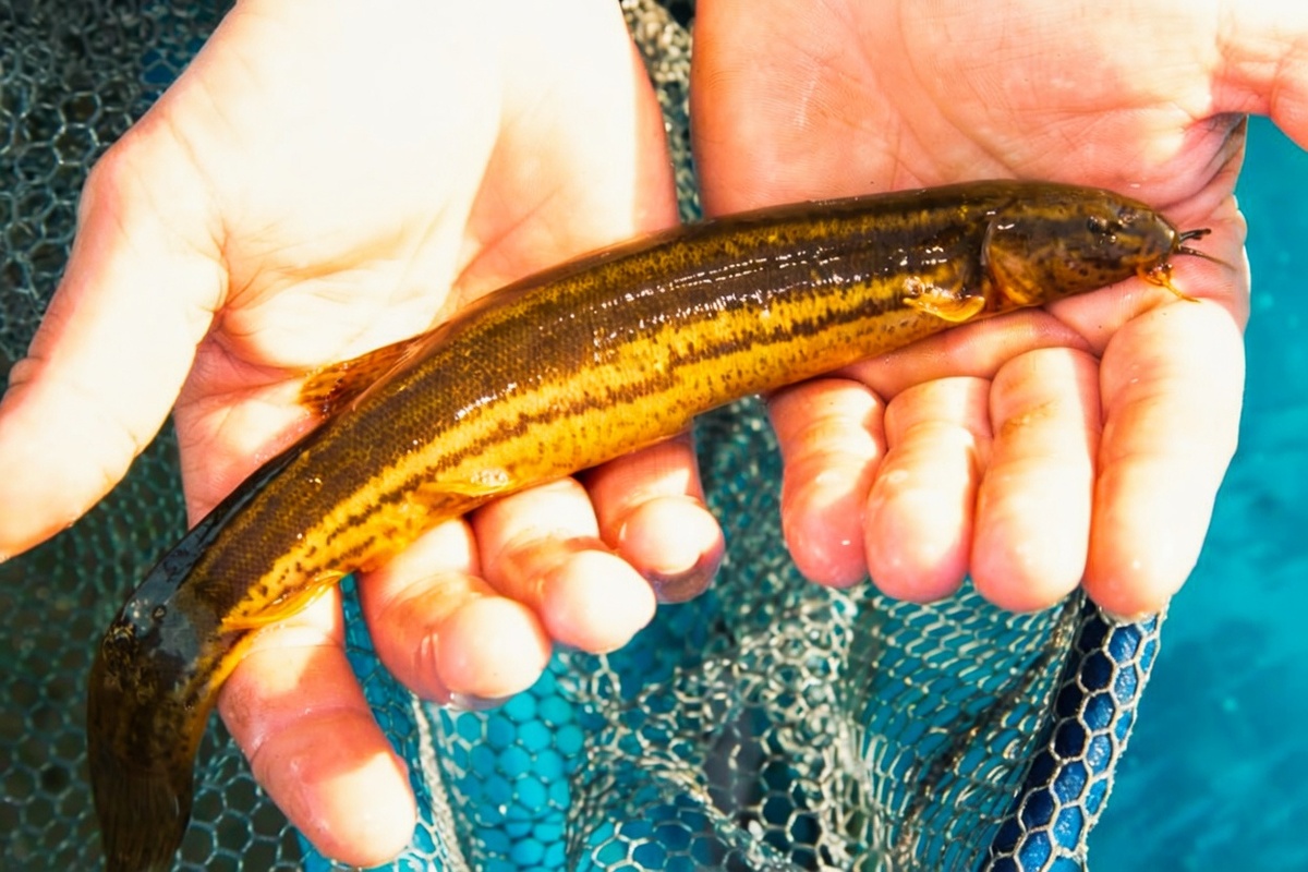 Вьюн, мало кто из рыбаков его сейчас видит