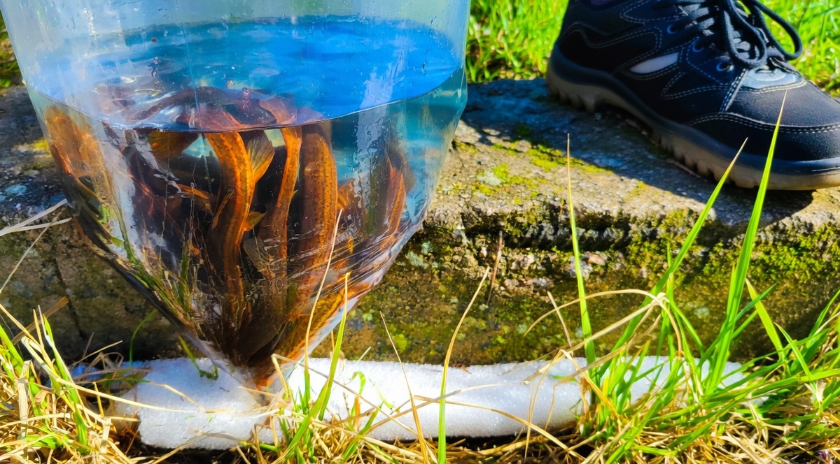 Вьюны в пакете