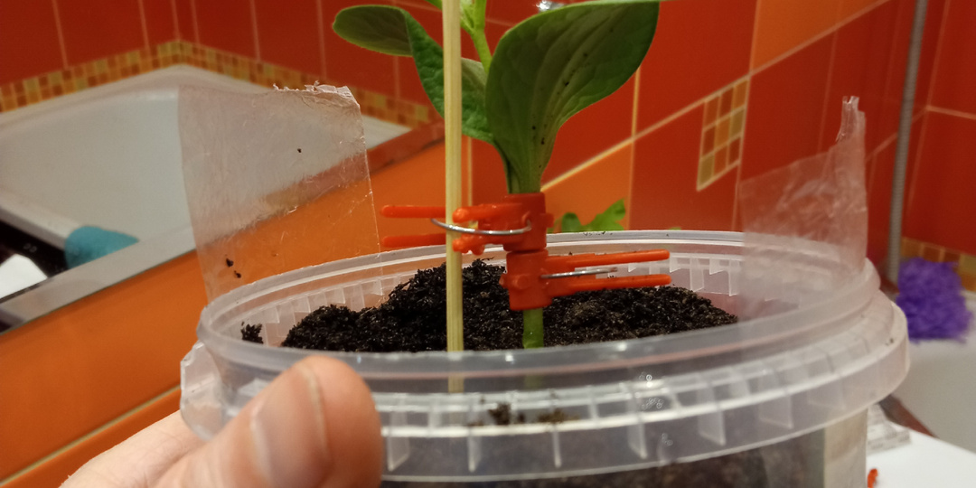 Другие прививки арбузов и дынь. Уколом. В расщеп.