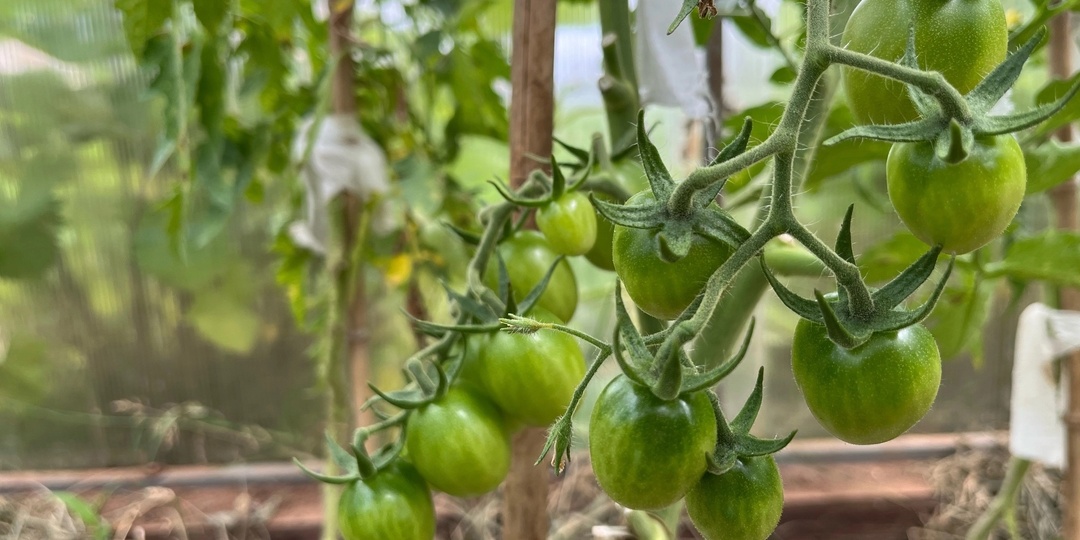 Пятый сезон подряд: 3 простые добавки в лунку — и помидоры не болеют, а урожай стабильный