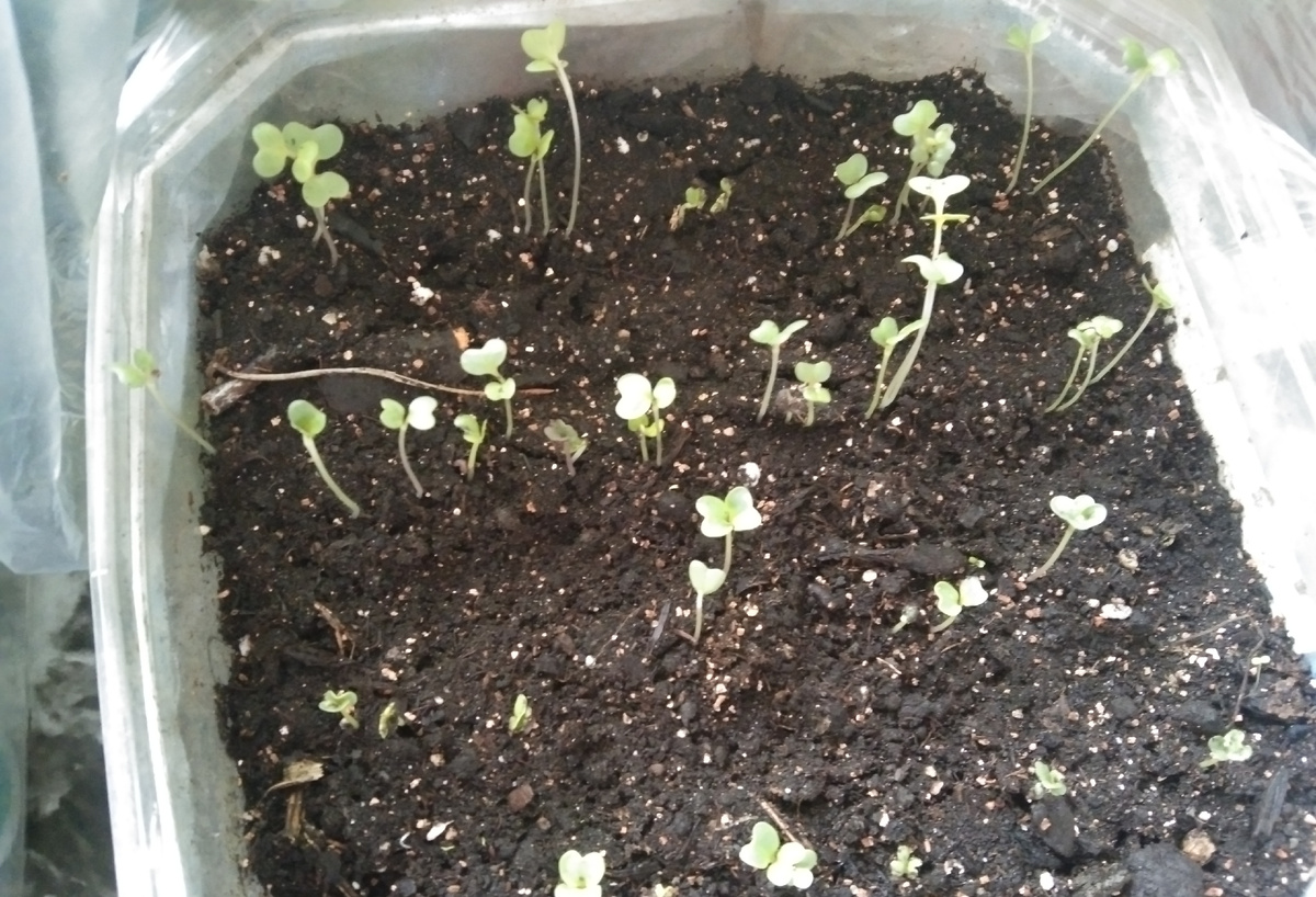 С тортиком было бы конечно поинтересней 😋