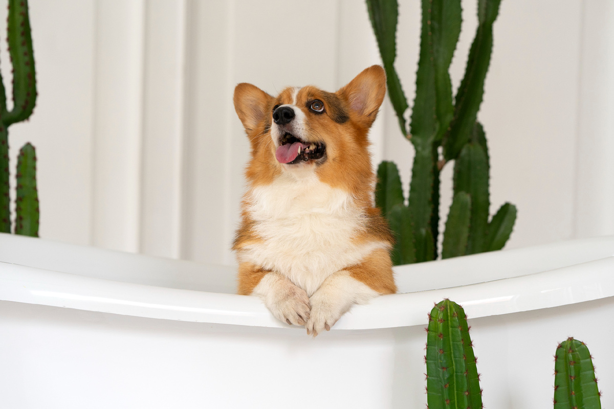 Корги «Фото разработано Freepik»