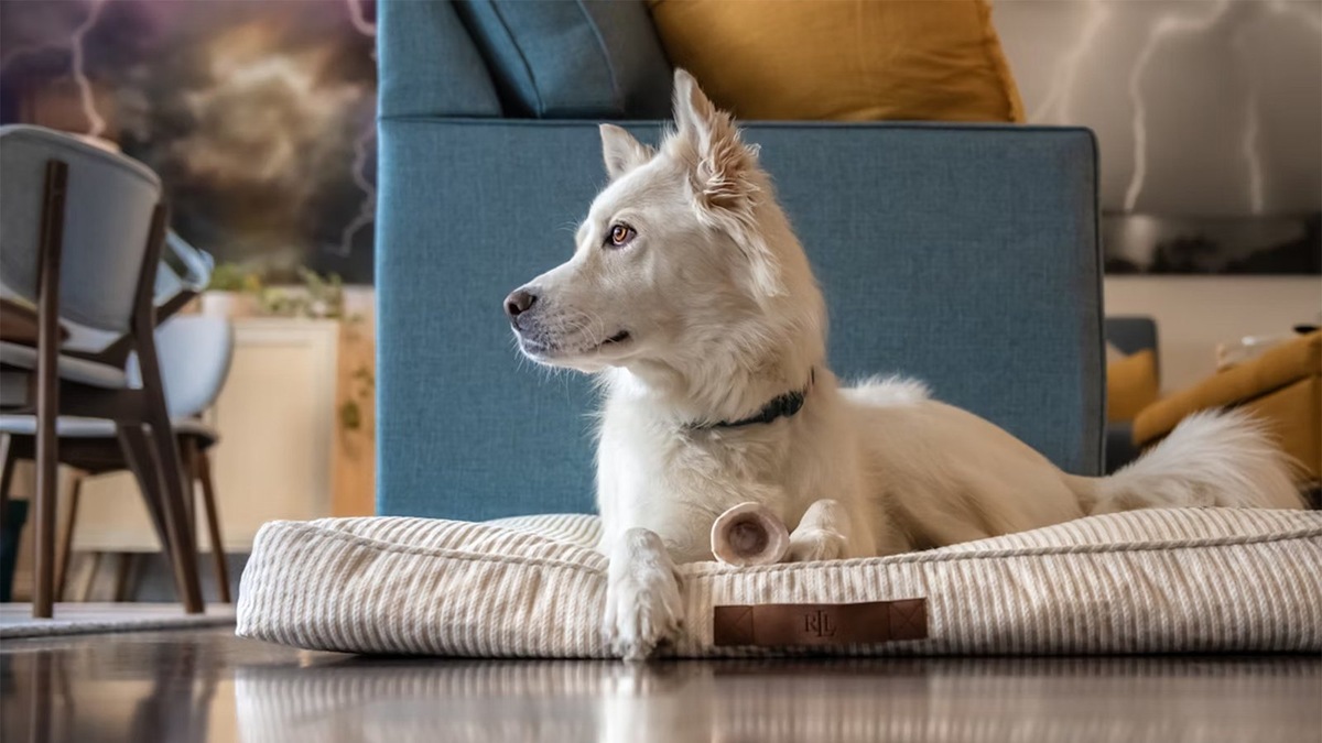    Выбирайте лежанку, ориентируясь на размеры собаки и ее любимые позы для сна