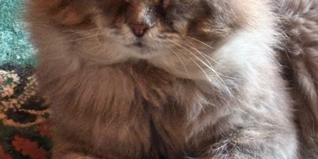 Как Филя нас дрессирует или Наука управления людьми по-кошачьи