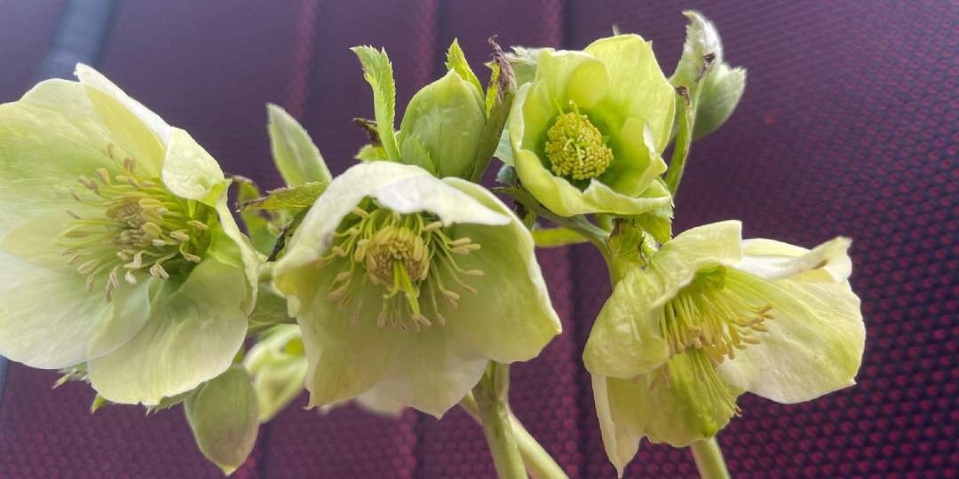 Бывают и такие удачные недели у цветанутого человека. Жалко, что редко