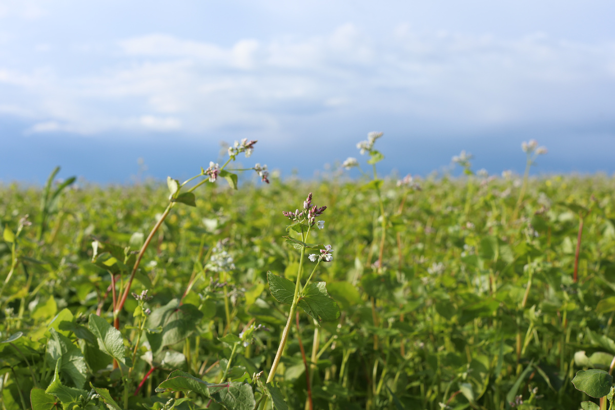 Поля гречихи на ферме "Чёрный хлеб"
