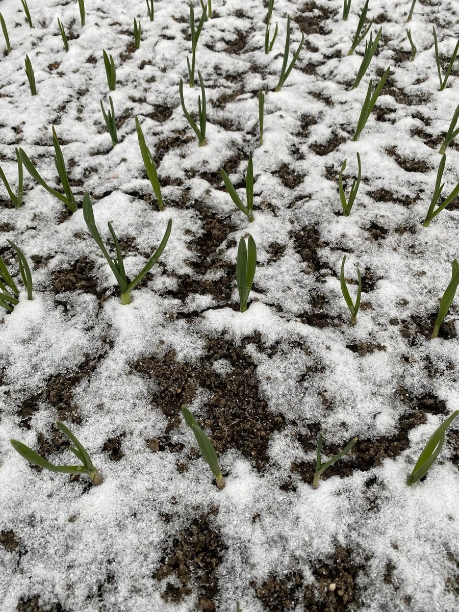  11 апреля 2026 г. 