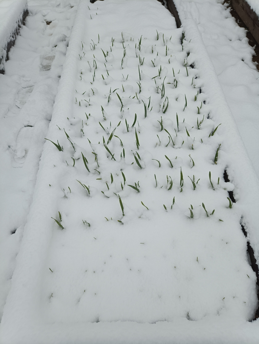 А этот снег выпал 27 апреля 2026 года