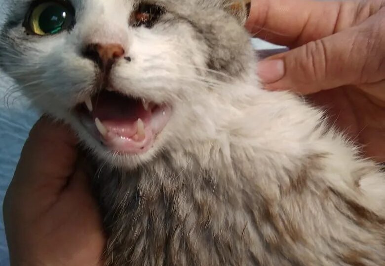 Кошечку Лизу без глаза гнали оттуда пинками, а она приходила снова, больше идти некуда...