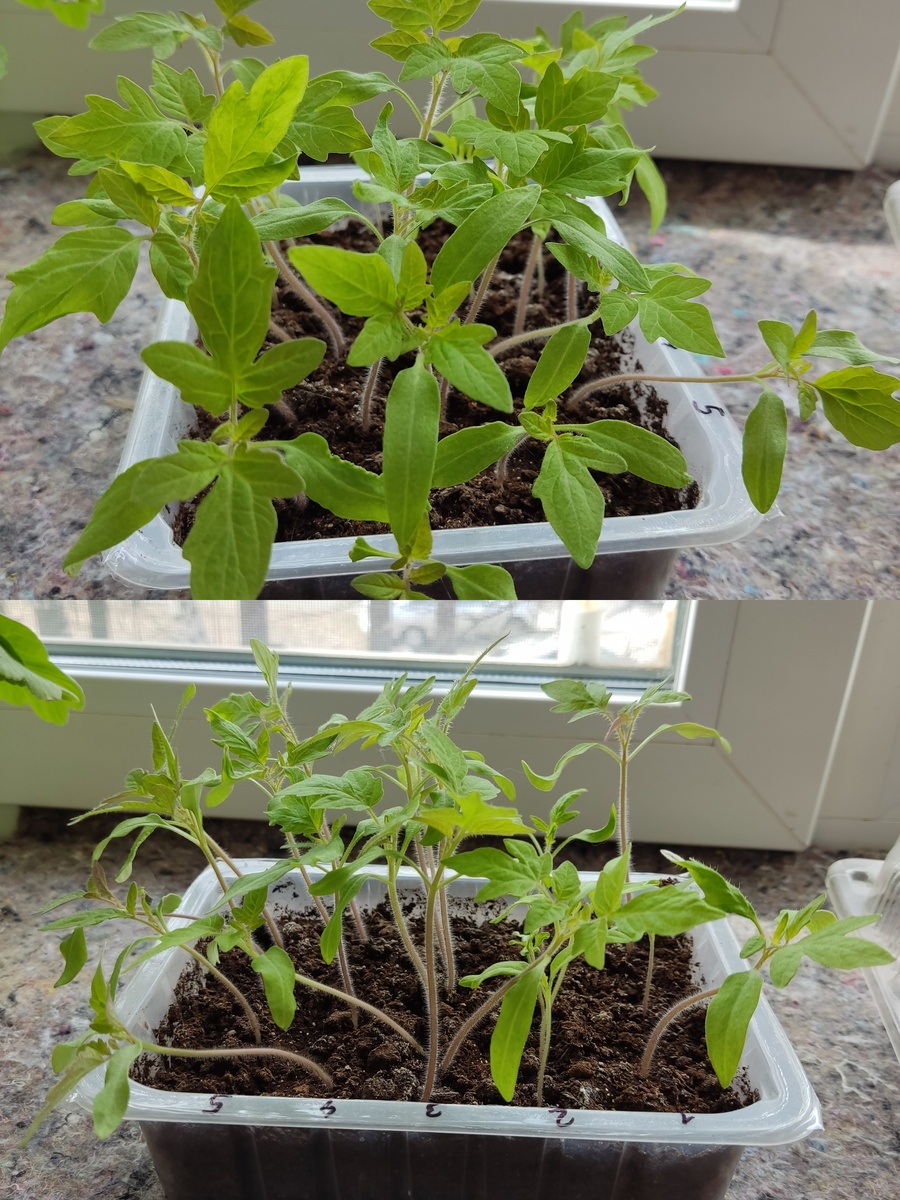 Фото автора 10.04.26.