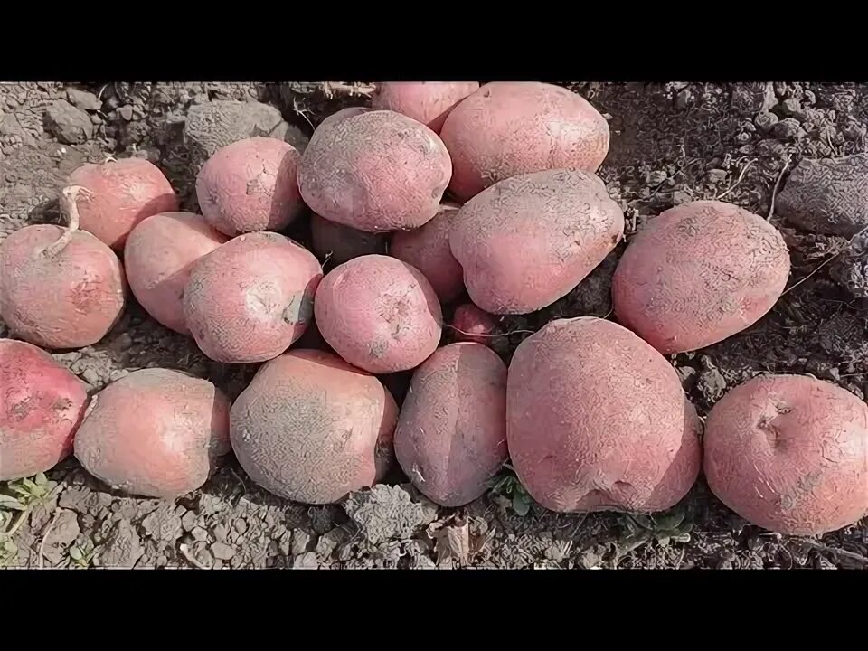 Картошка Шарвари Пирошка