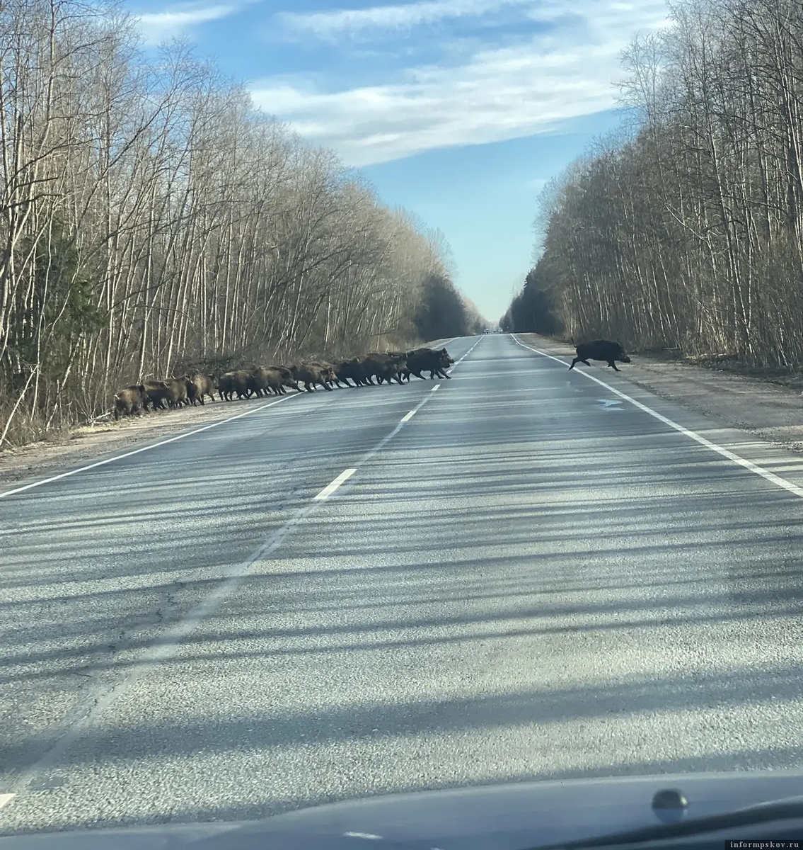 Фото читателя газеты «Гдовская заря»