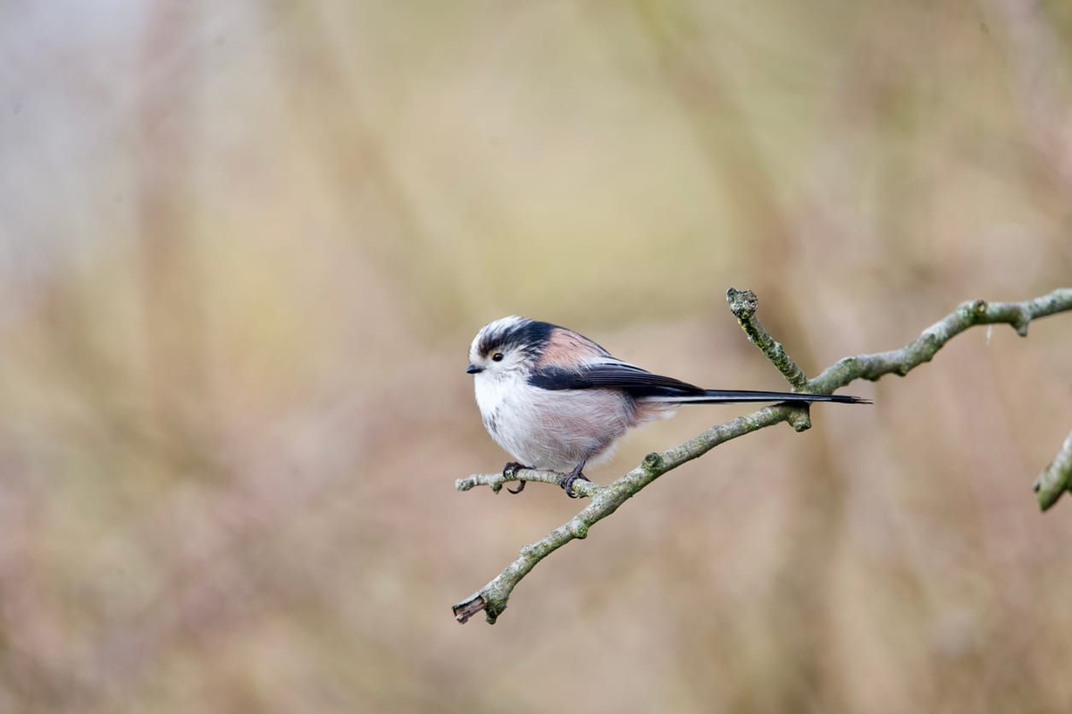 Длиннохвостая синица (Источник изображения https://www.istockphoto.com/photo/longtailed-tit-garden-bird-perched-on-a-branch-gm2201055511-618729229)
