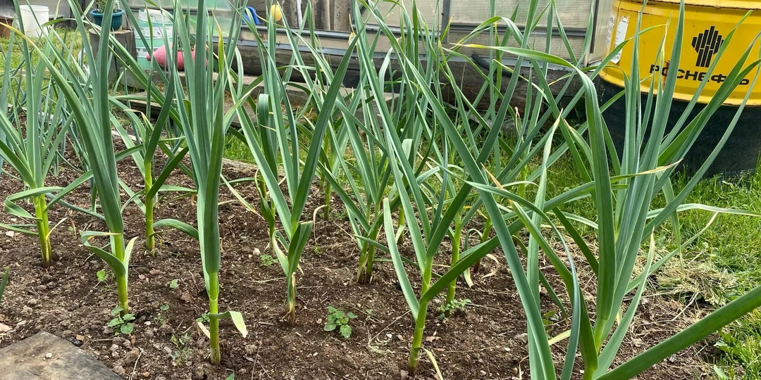 Что делать, если желтеет чеснок и как это предотвратить. Узнала лишь в 50 лет