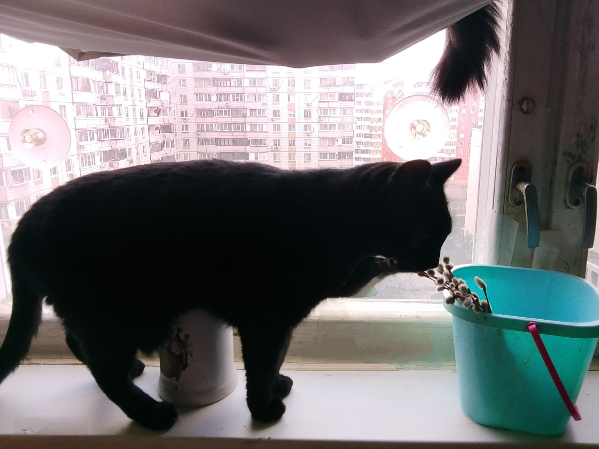 Оливка изучает вайи