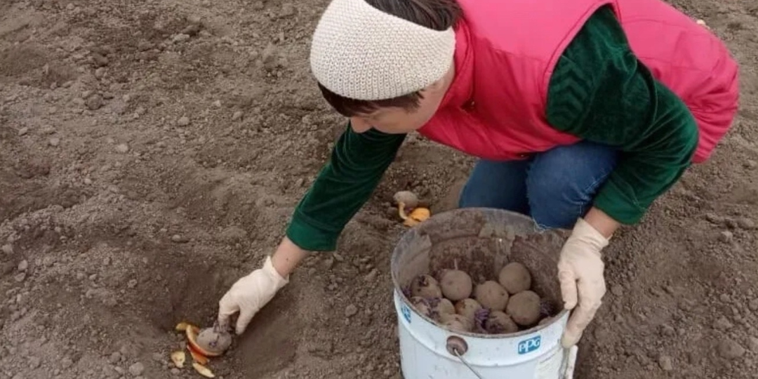 Ведро картофеля с куста: только в 50 лет узнала главный секрет. Сорт, почва и подкормки не влияют на урожай. Вот почему