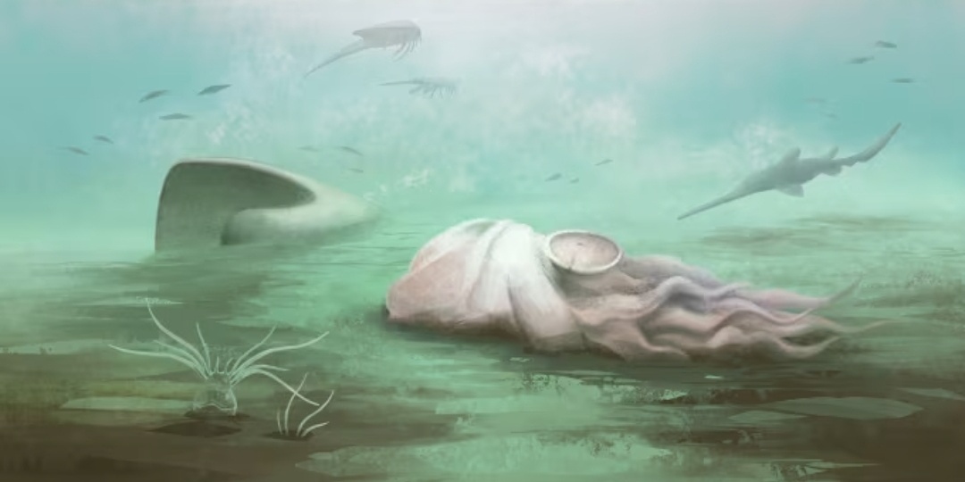 Ученые выяснили, что «самый старый осьминог в мире» на самом деле вовсе не осьминог.