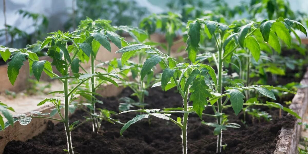 Что я кладу в лунку при высадке рассады помидоров и урожай собираю весь летний сезон без подкормок