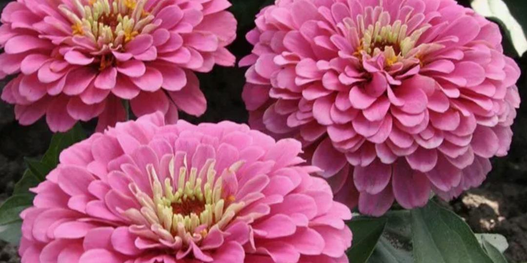 Цинния взойдет даже у новичков. Как и когда посеять циннию, чтобы получить дружные всходы и раннее цветение