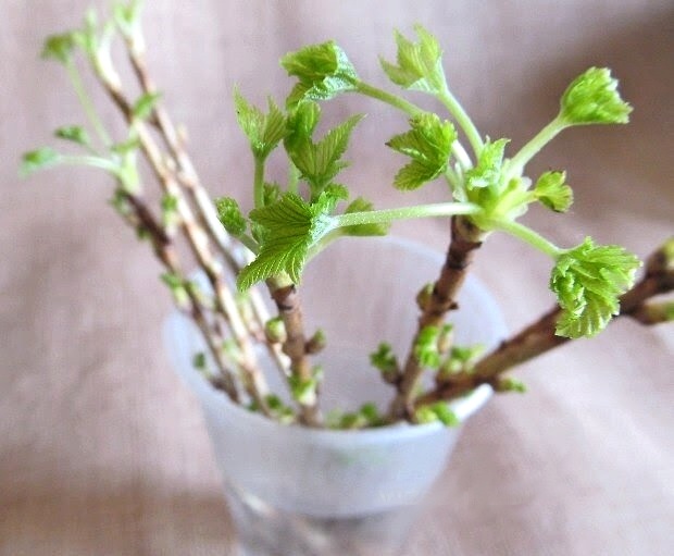 Пора черную смородину укоренять и размножать: правило “двух” и мой ленивый метод - рассказываю и показываю