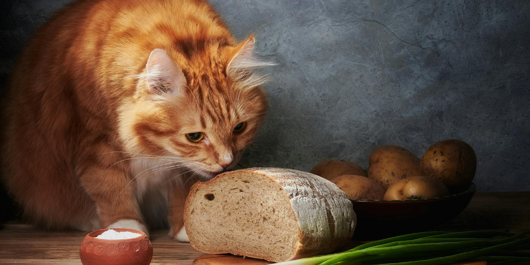Чем нельзя кормить кошку: 5 опасных продуктов